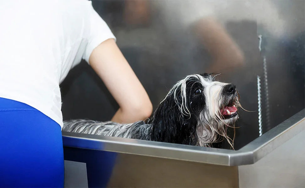 A person bathes a black and white dog in a stainless steel tub, water splashing, with the dog's fur wet and shiny