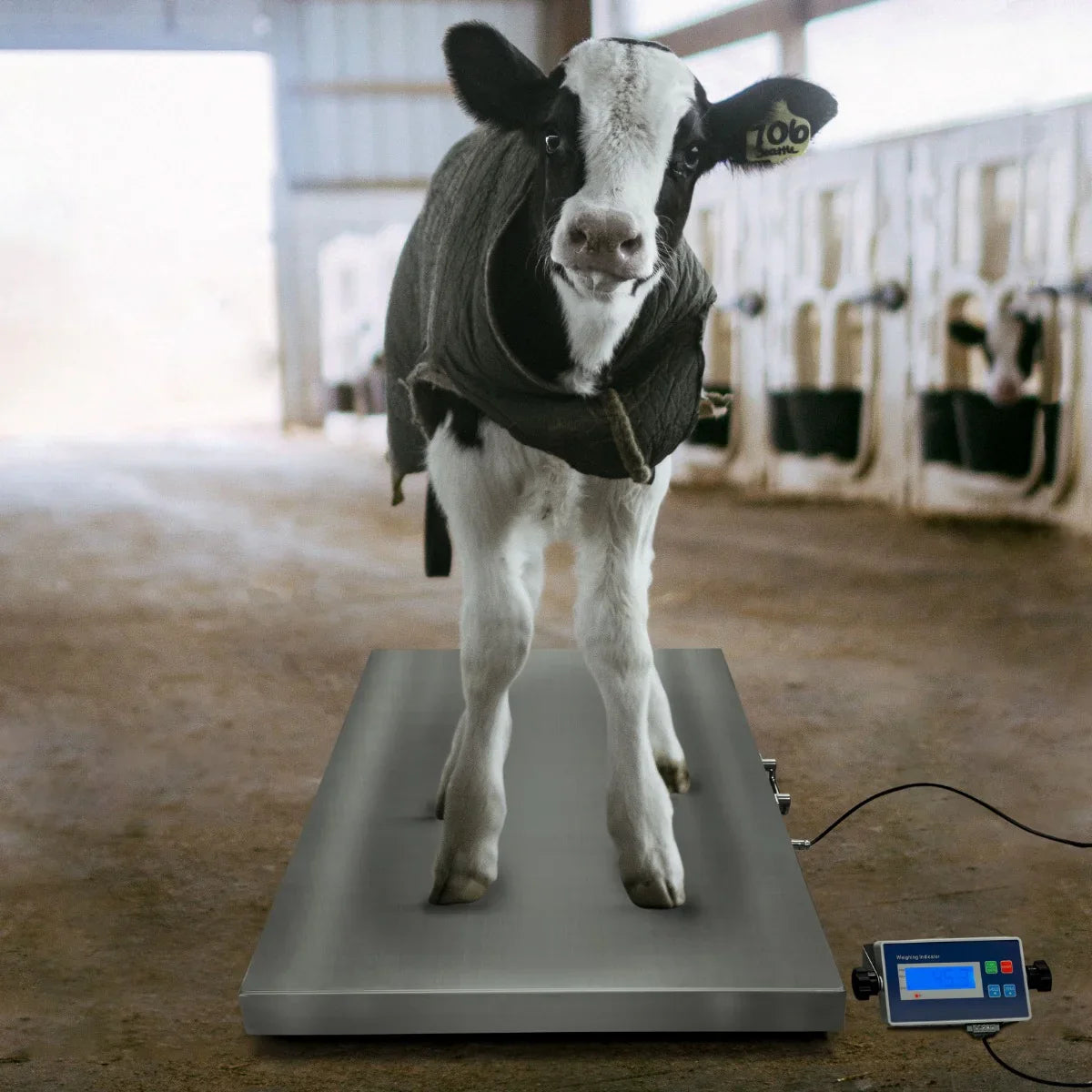Vet scales measuring 60cm x 90cm with a sleek stainless steel surface, showing a calf standing on the scale in a barn setting