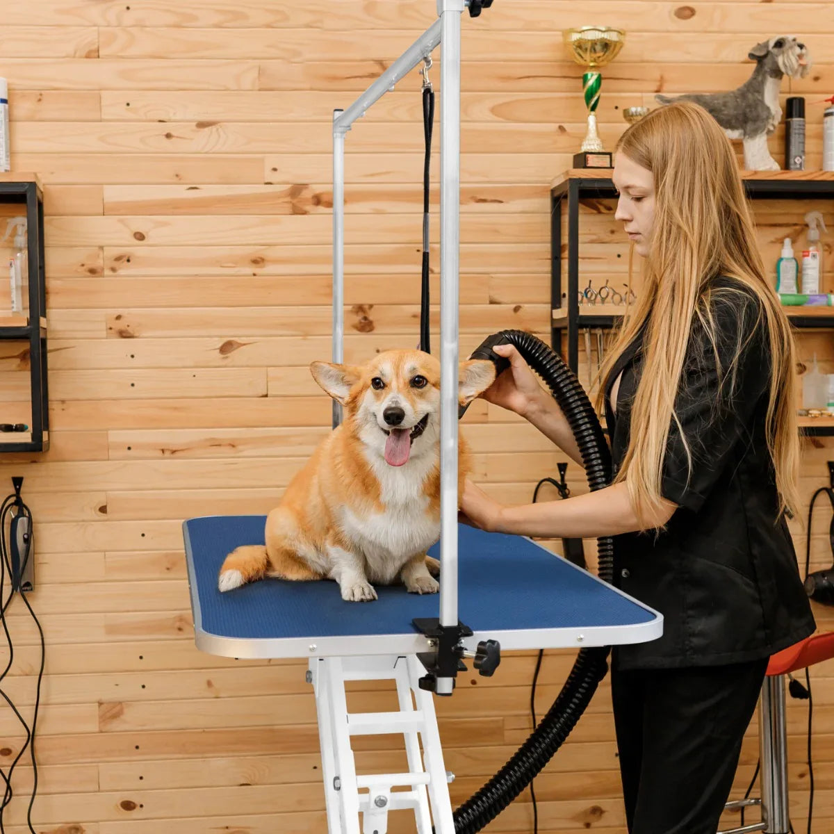 White hydraulic grooming table with a blue top, featuring a smiling corgi being groomed by a stylist in a pet-friendly salon