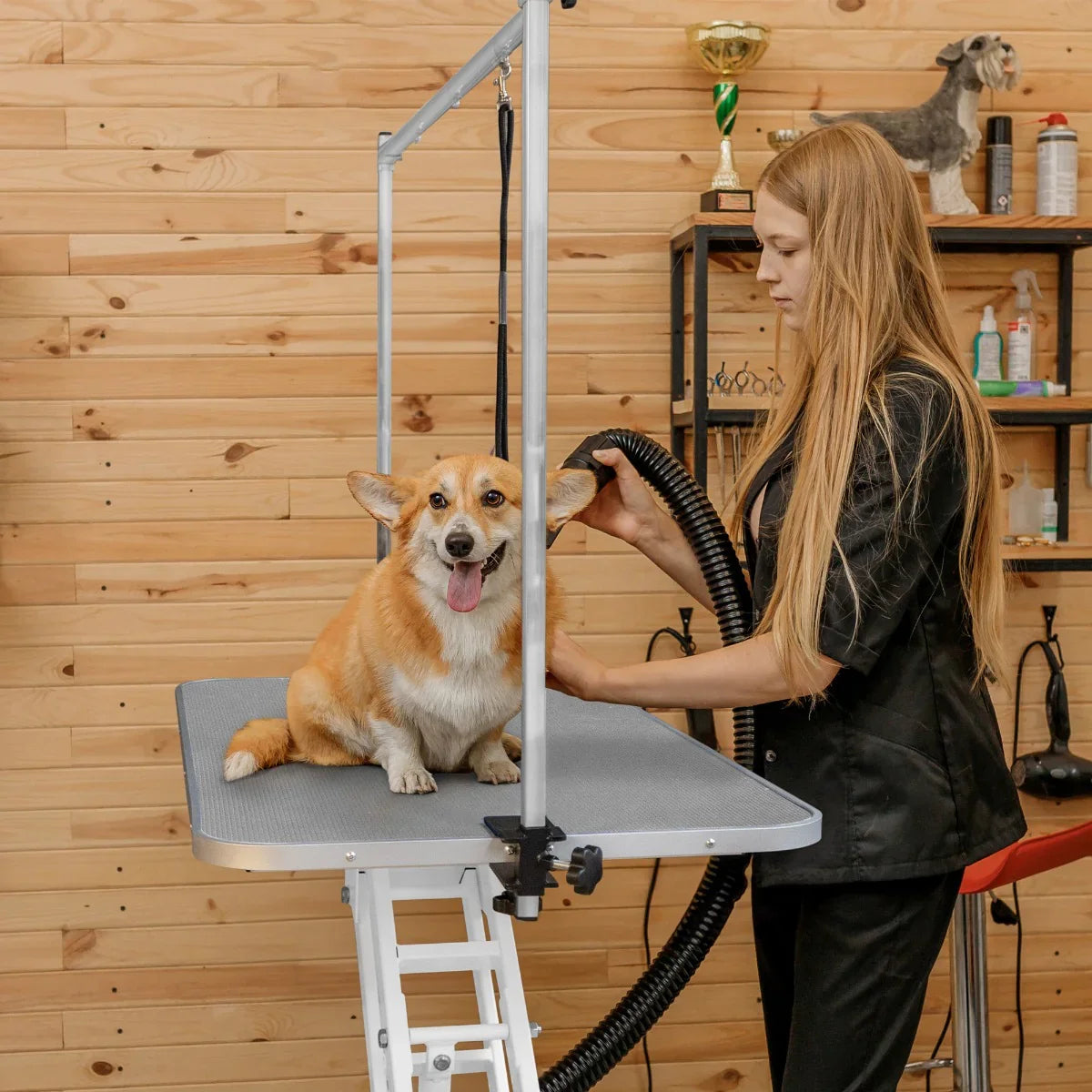 White hydraulic grooming table with a grey top, featuring a happy corgi being groomed by a stylist in a wooden salon setting