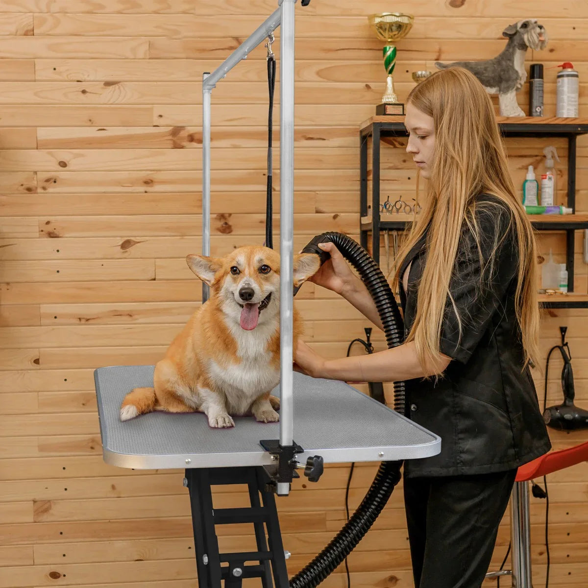Black hydraulic grooming table with a grey top, featuring a happy corgi being groomed by a stylist in a pet-friendly salon