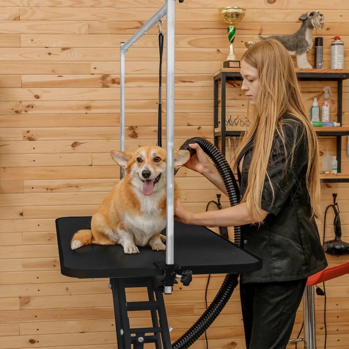 Black hydraulic grooming table with a textured surface, supporting a happy corgi, in a wooden salon setting with grooming tools visible