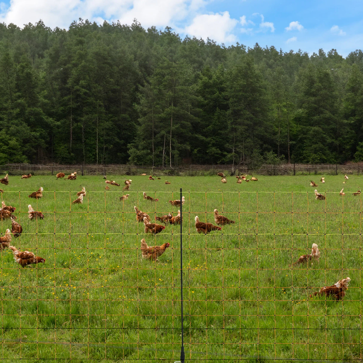 Electric poultry netting in a green field, containing brown hens foraging among wildflowers, with trees in the background