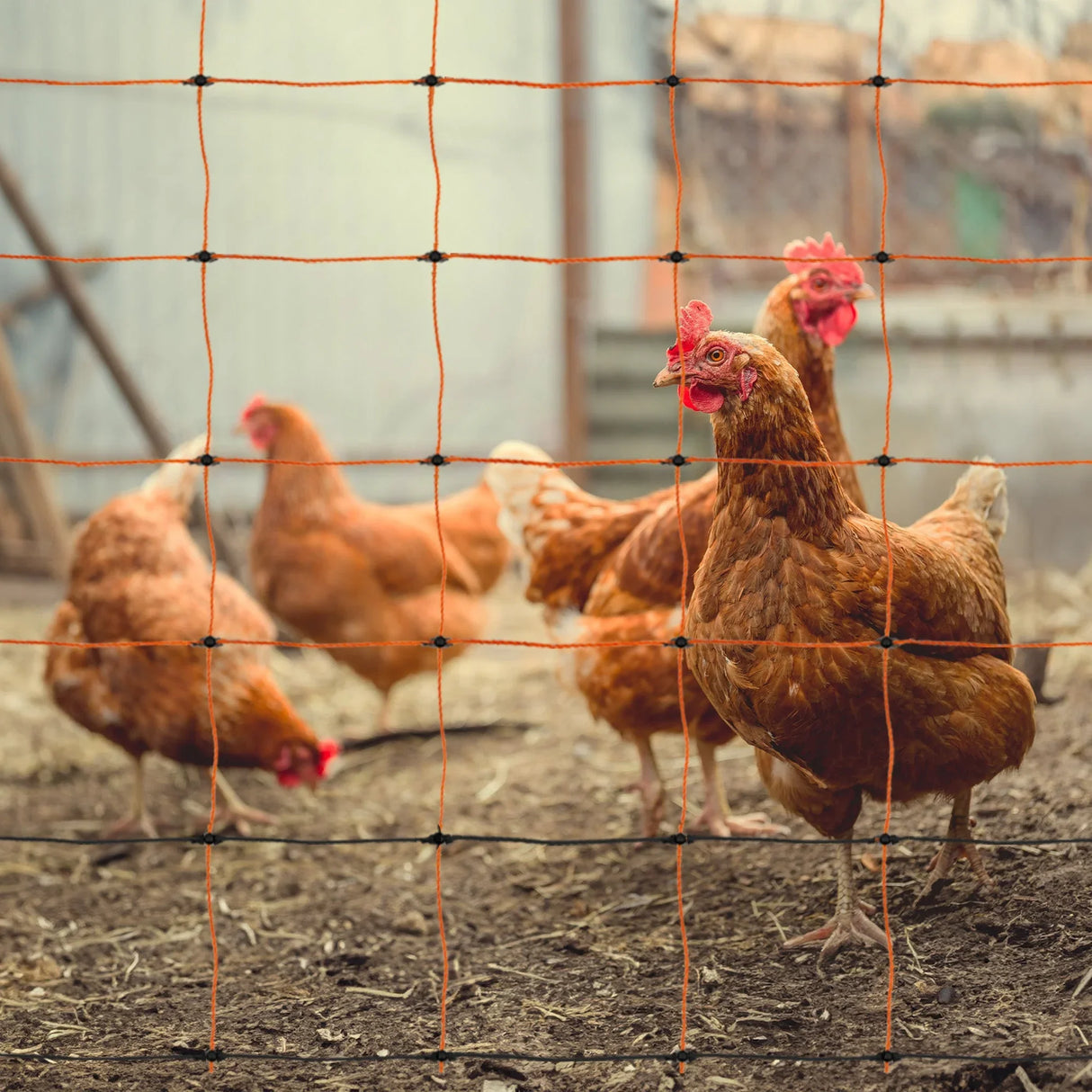 Electric poultry netting in vibrant orange surrounds a flock of brown hens pecking at the ground in a farmyard setting
