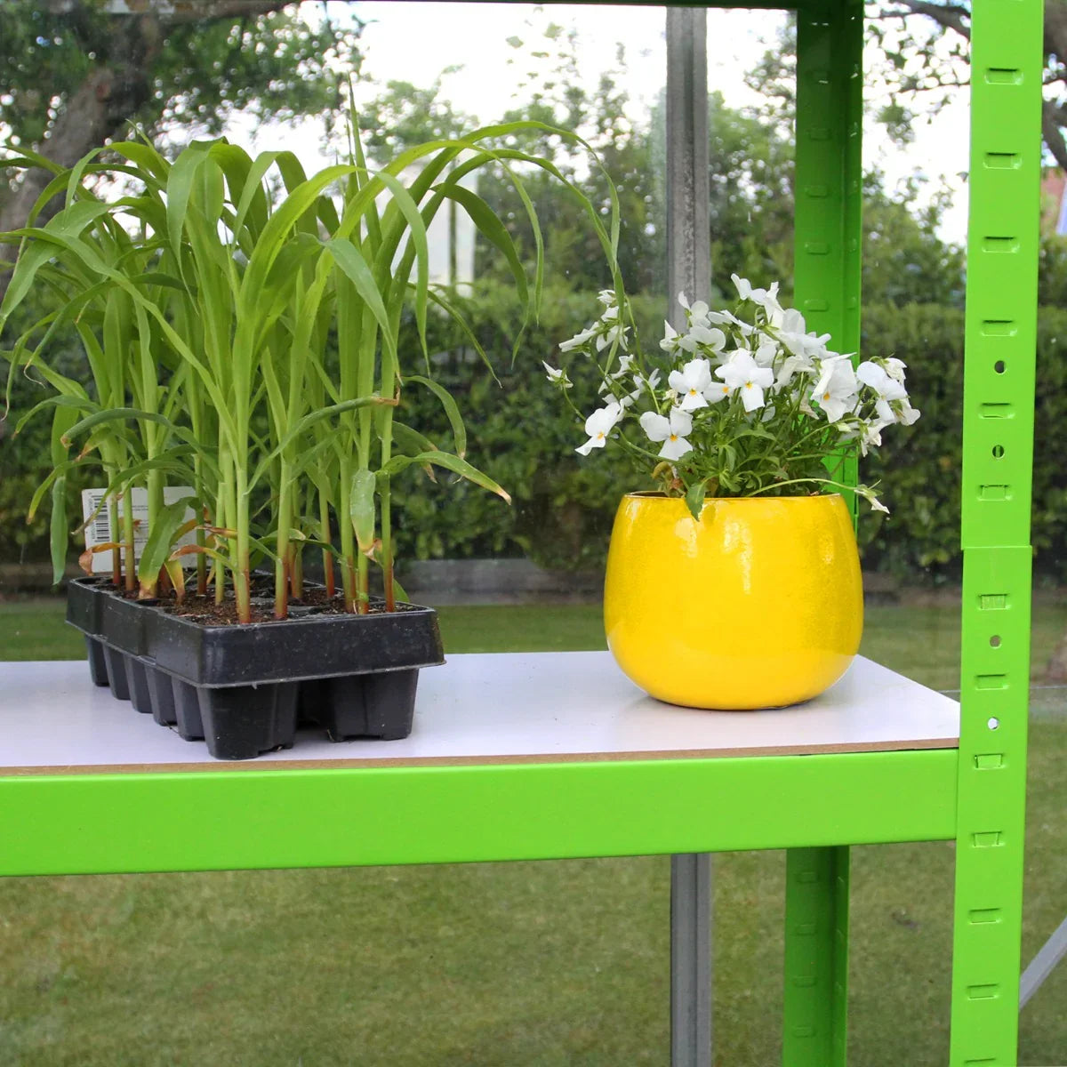Green racking inside a polytunnel, featuring potted plants and vibrant yellow planter with white flowers on a sunny day