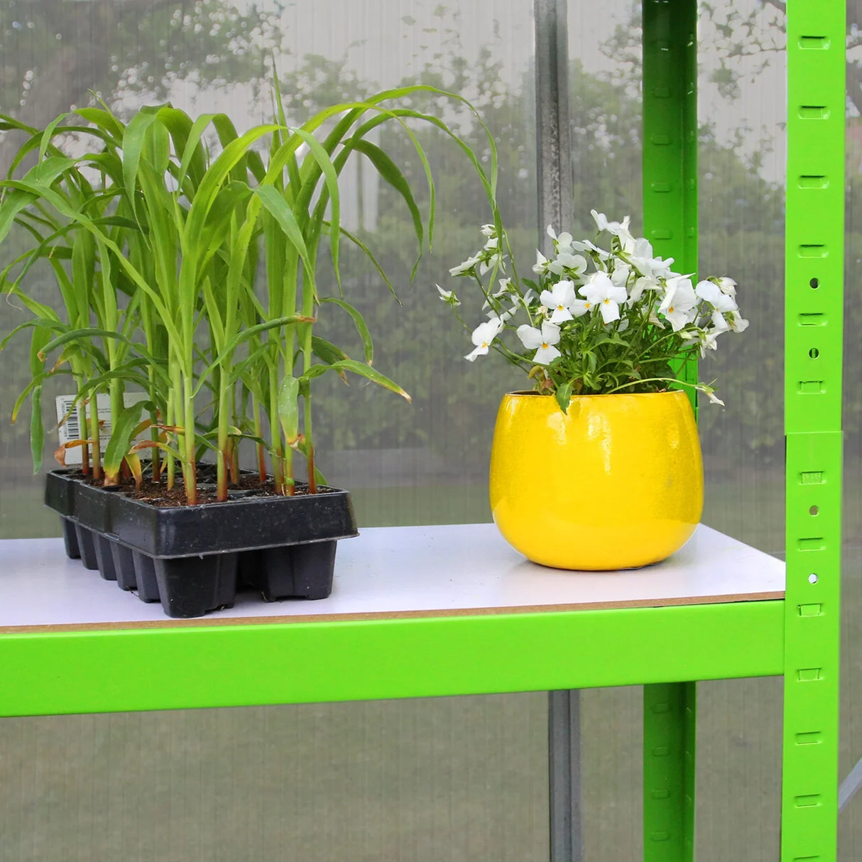 Greenhouse interior showcasing vibrant green plants on a black tray and a bright yellow pot with white flowers on a shelf