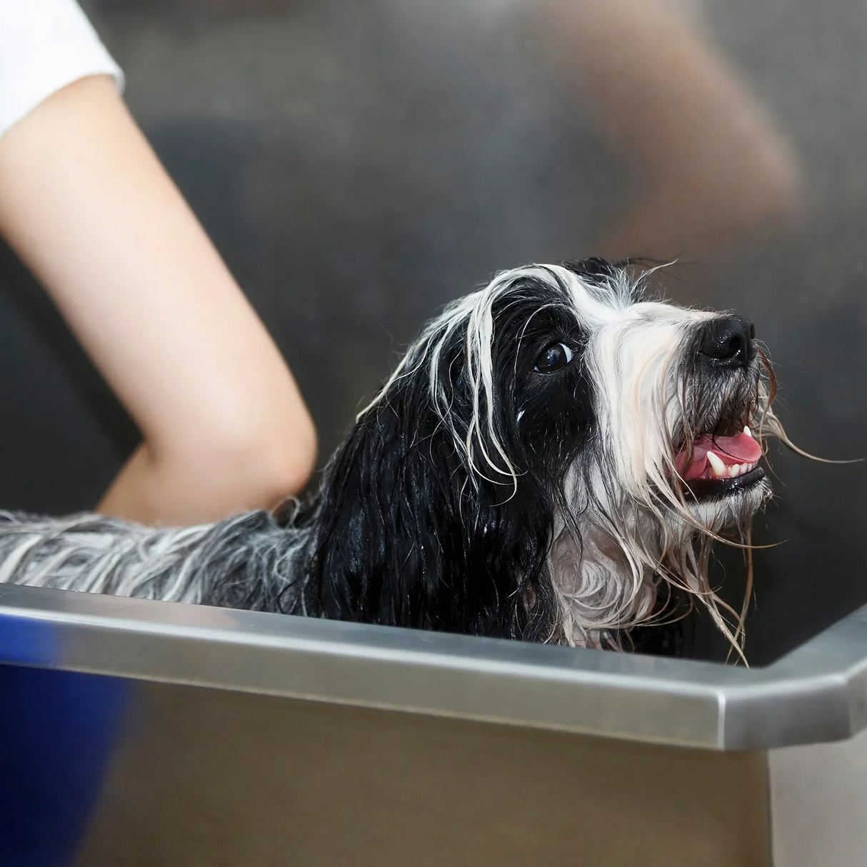 Steel dog bath tub with a wet, happy dog inside, showcasing a sleek design and stainless steel finish, perfect for pet grooming