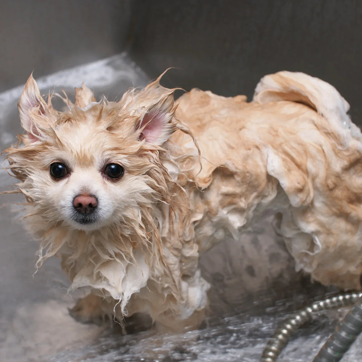 Small beige dog with wet, fluffy fur stands in a stainless steel bath tub, surrounded by water and soap suds, looking curiously at the camera
