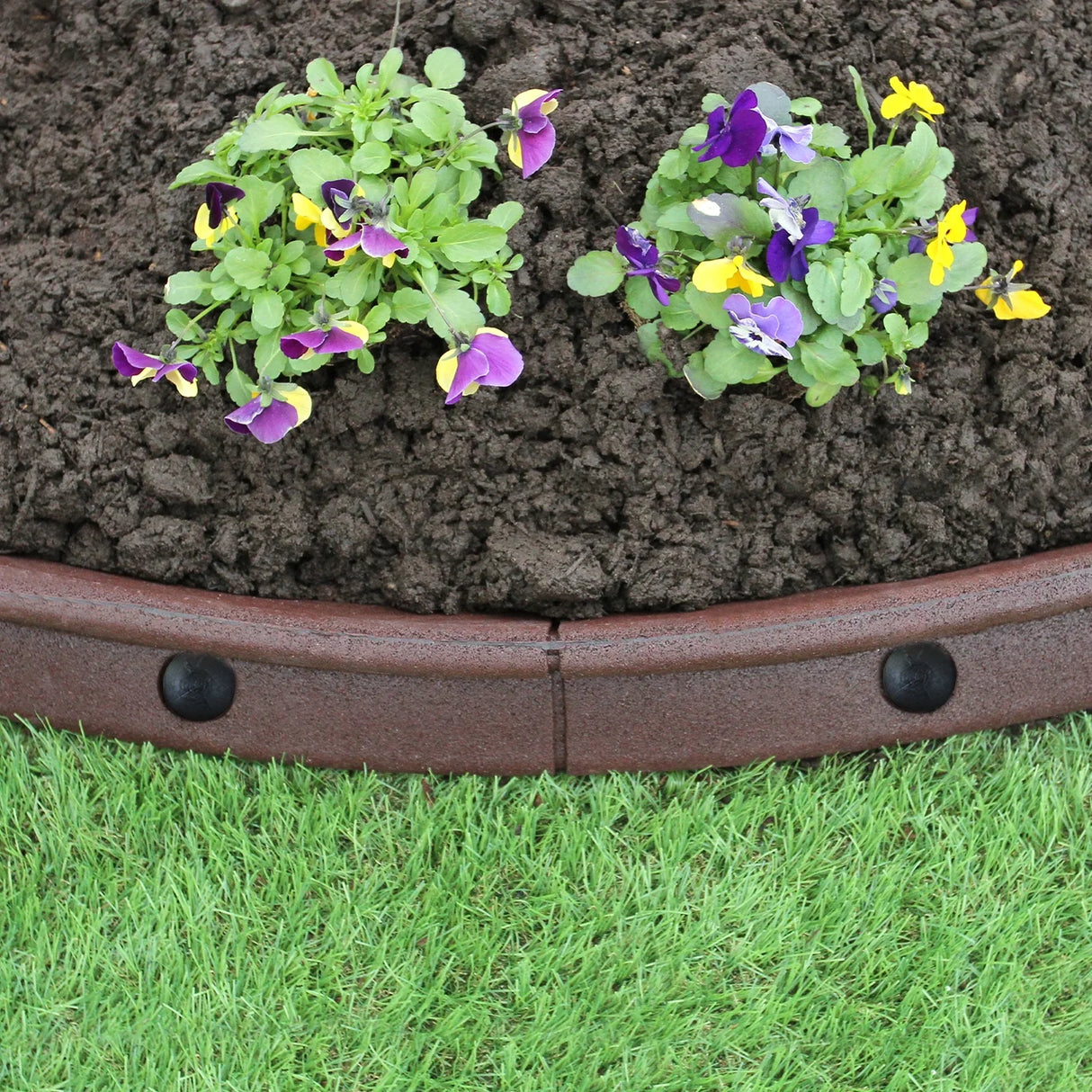 Flexible brown lawn edging with a smooth texture, surrounding vibrant purple and yellow pansies in rich soil, set on green grass