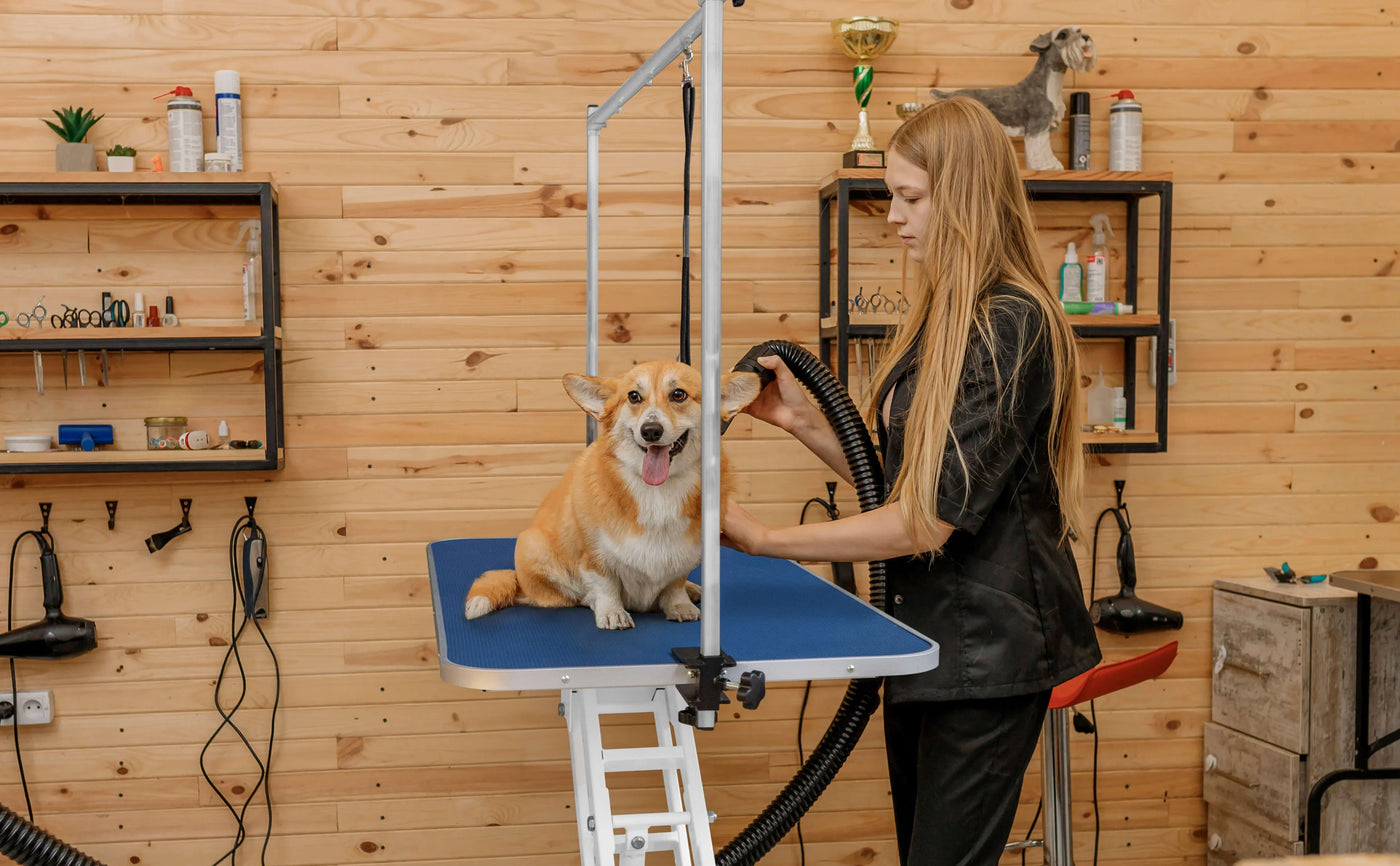 Corgi sitting on a grooming table with a smiling groomer using a vacuum hose in a wooden pet salon with shelves of supplies