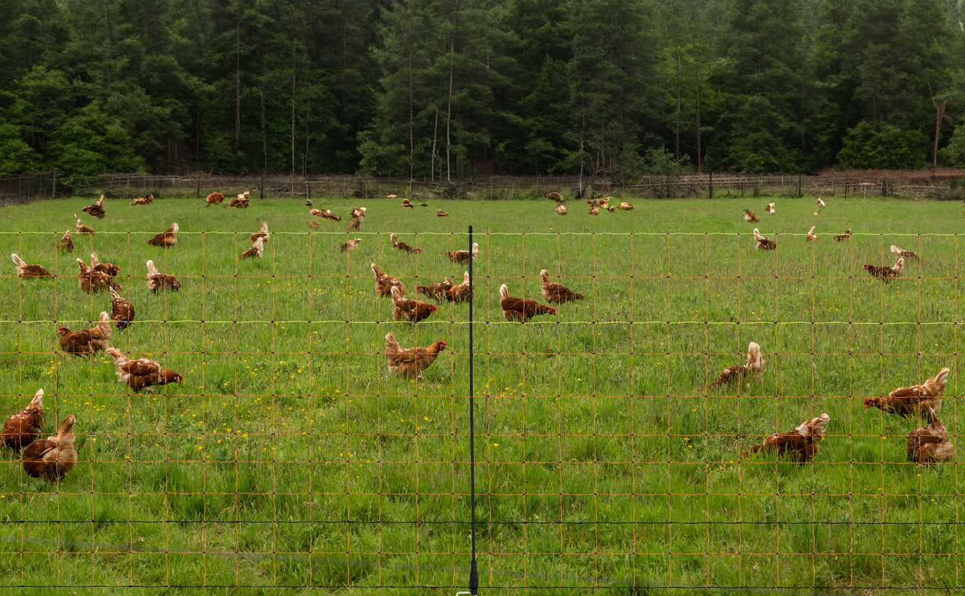 Brown chickens foraging in a lush green field, surrounded by trees, with a wire fence in the foreground creating a natural farm setting