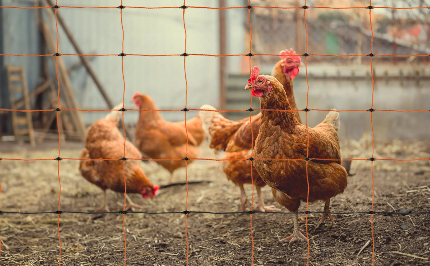 Brown hens with vibrant red combs roam in a fenced area, surrounded by straw and rustic farm structures in the background