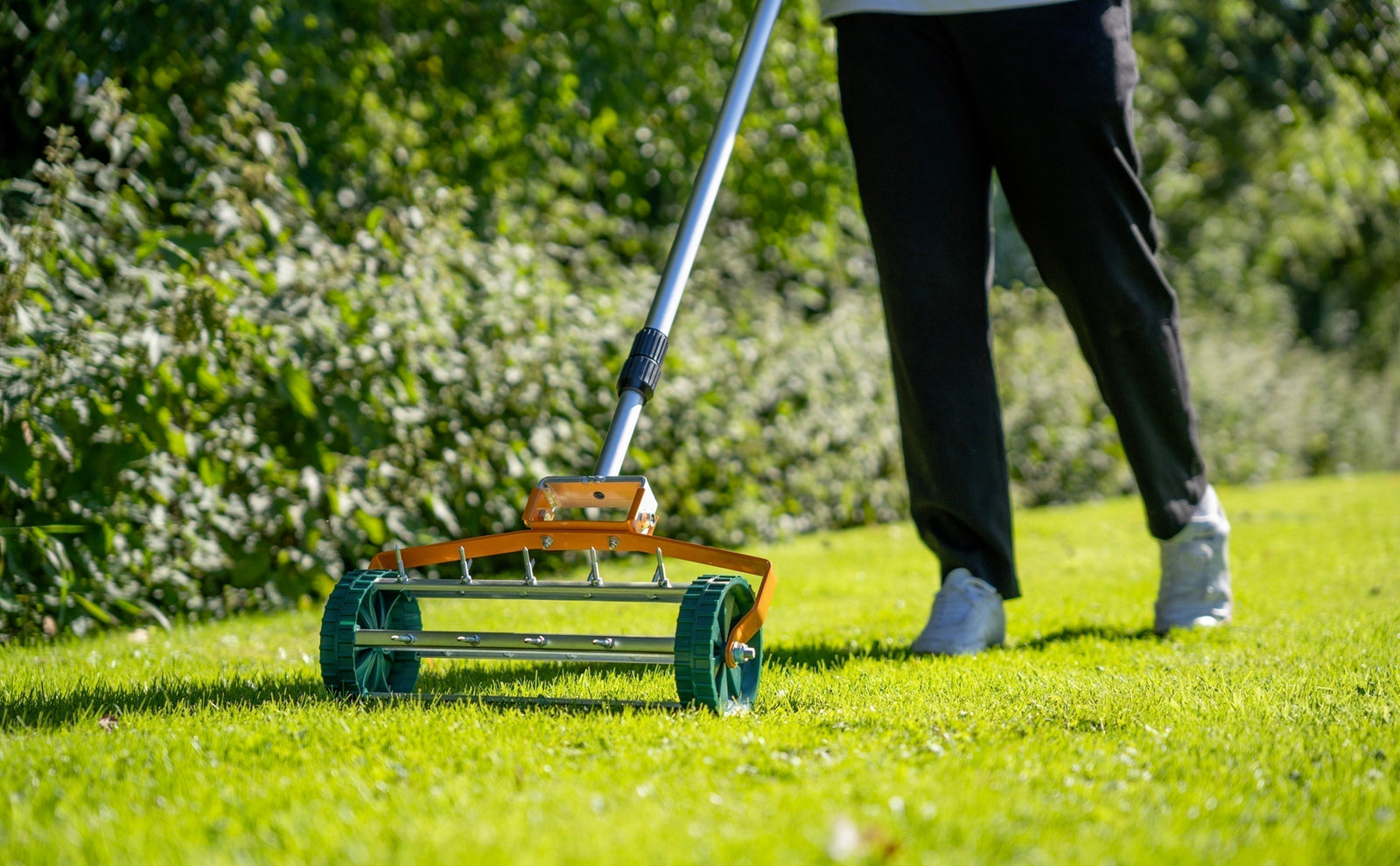 A person using a green and orange lawn roller on a vibrant green lawn, preparing the grass for spring growth and maintenance