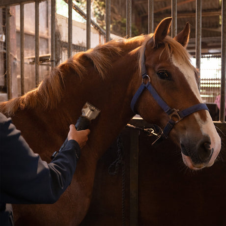A person using horse clippers on a chestnut horse with a white blaze, inside a rustic barn with wooden stalls and warm lighting