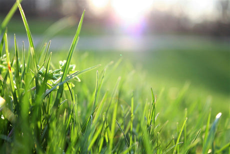 Lush green grass with dew glistening in the sunlight, creating a vibrant, fresh spring atmosphere in a garden setting