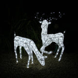 Large Light Up Stag & Doe Reindeer Set