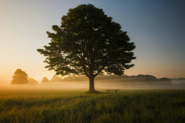 Lone, majestic tree with lush green leaves stands in a misty field at sunrise, surrounded by soft golden light and distant silhouettes